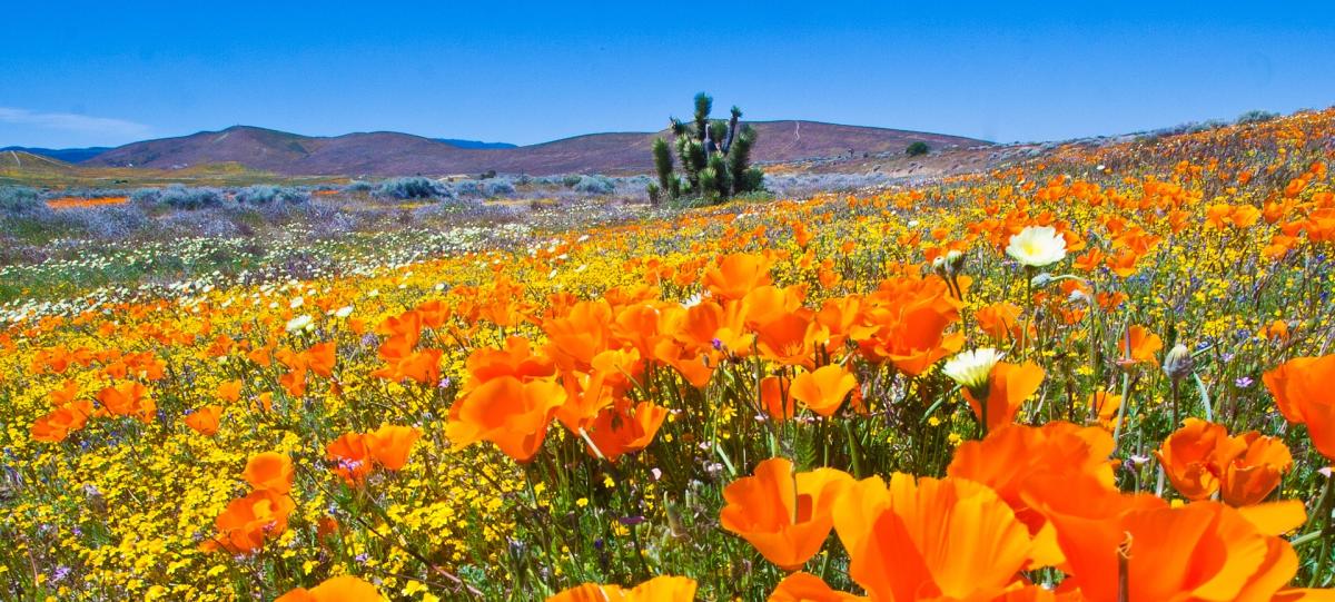 Discover Antelope Valley, Palmdale, and Mi Ranchito Mexican Grill